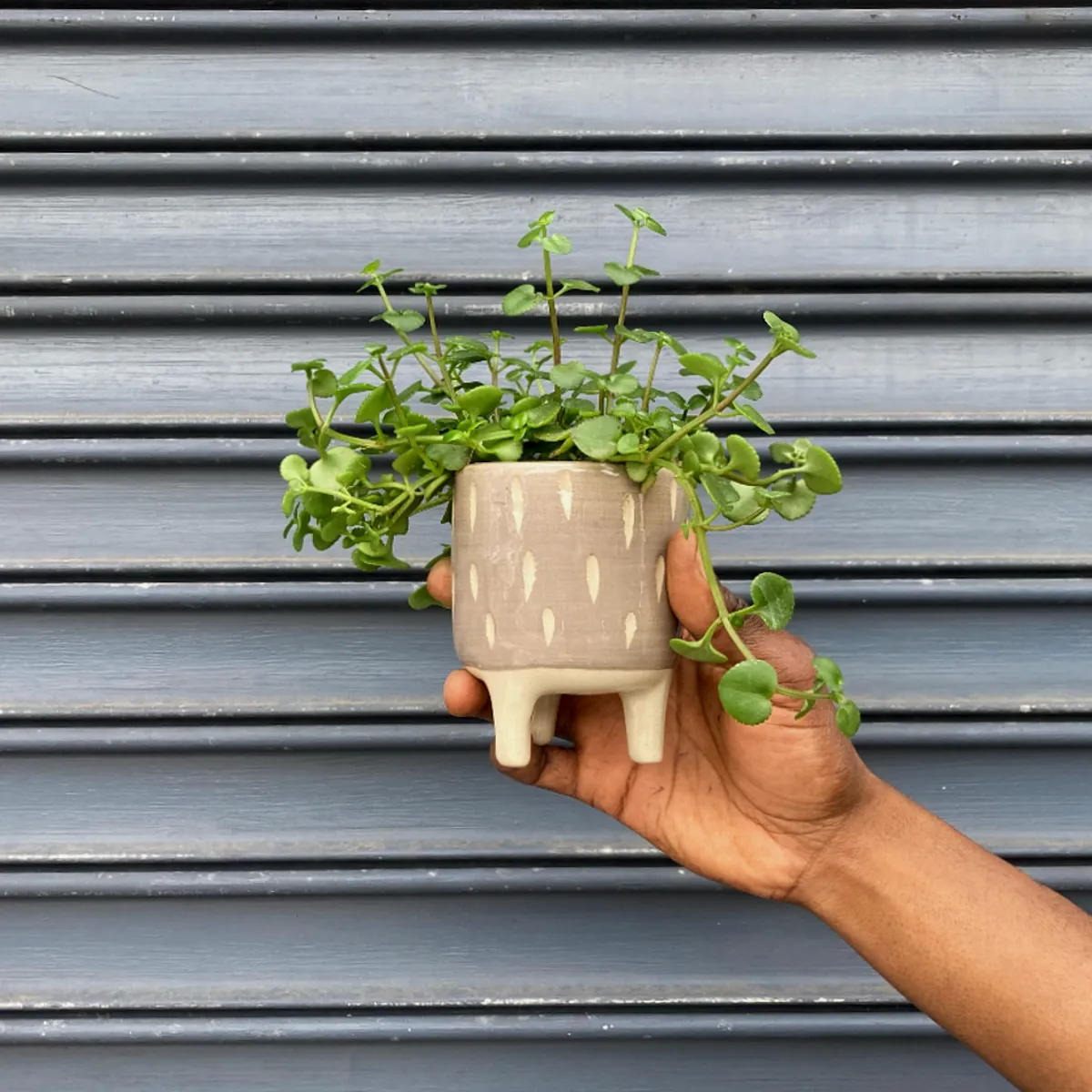 Pippin Planter