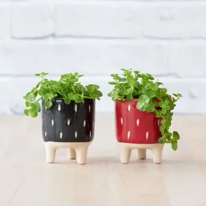 Pippin Planter