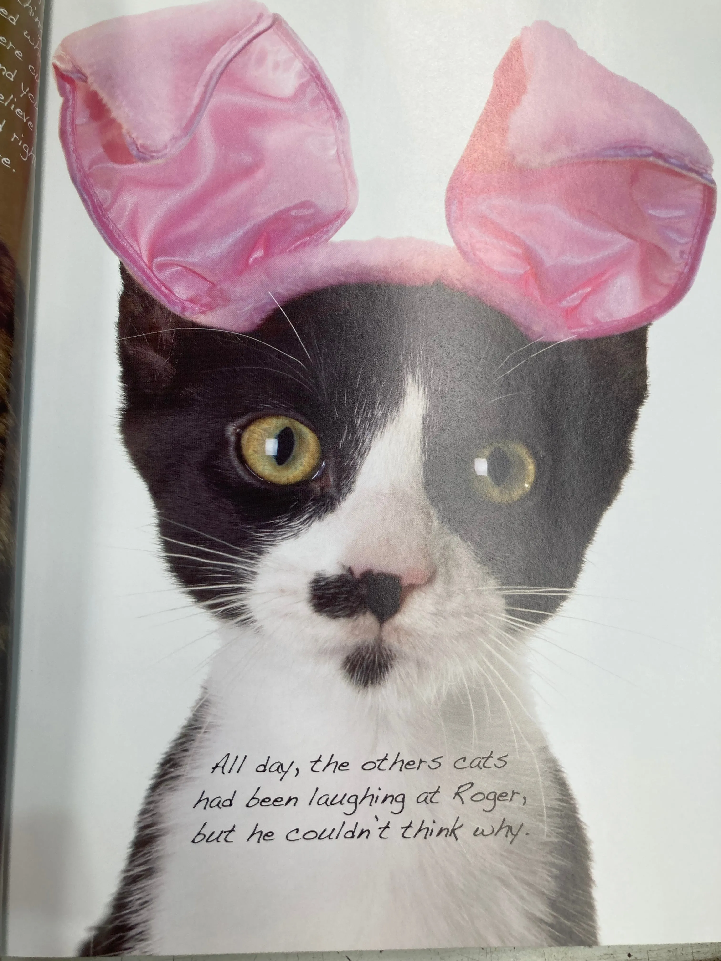 Silly Cats Book