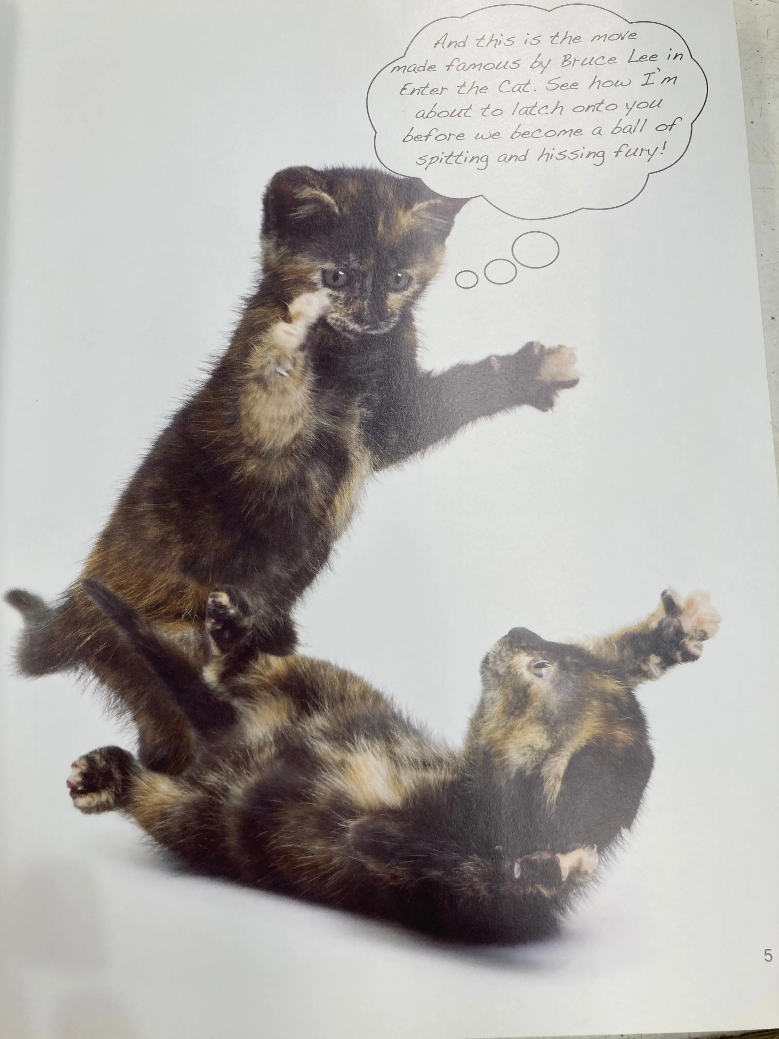Silly Cats Book